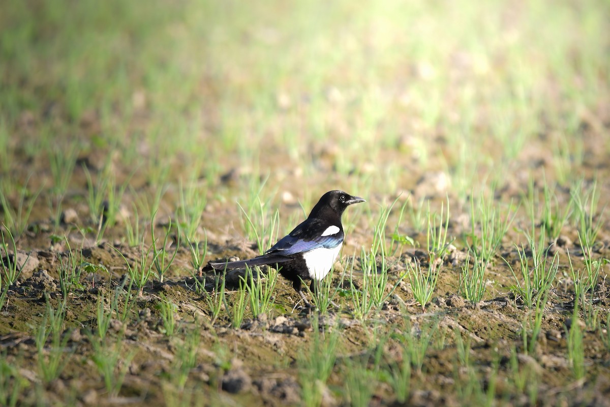 Oriental Magpie - ML645200307