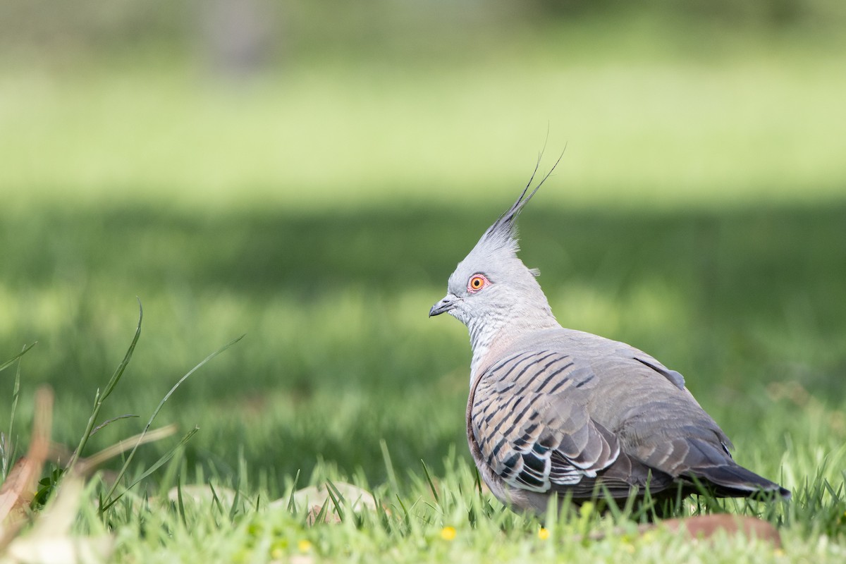 Crested Pigeon - ML645200325