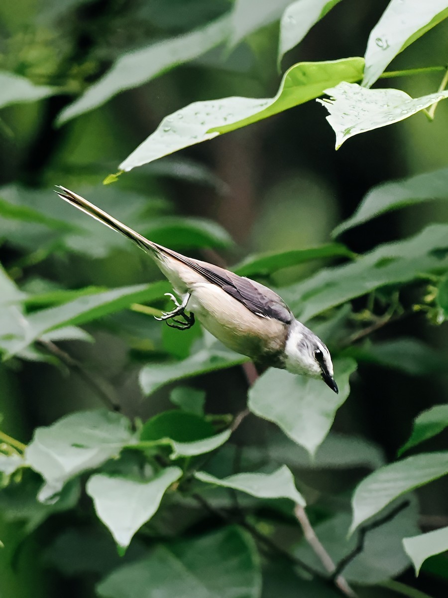 小灰山椒鳥 - ML645200326