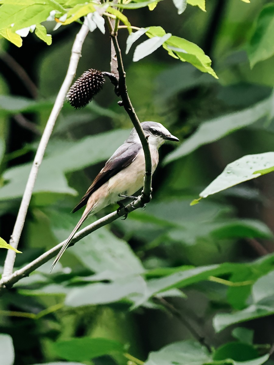 小灰山椒鳥 - ML645200327