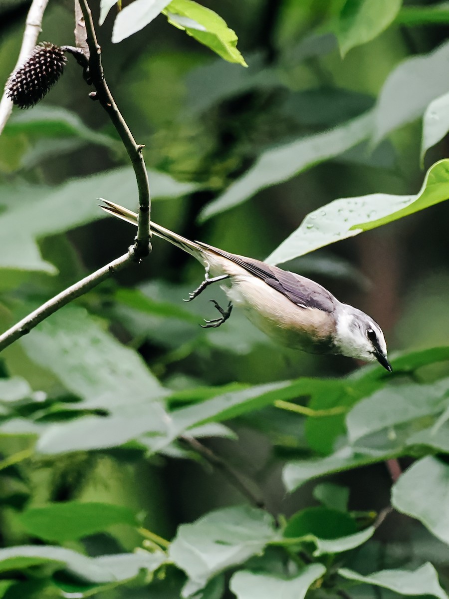 小灰山椒鳥 - ML645200328