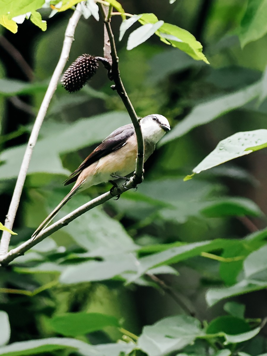 小灰山椒鳥 - ML645200329