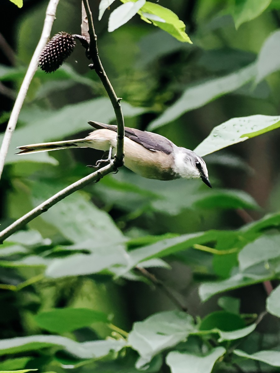 小灰山椒鳥 - ML645200330