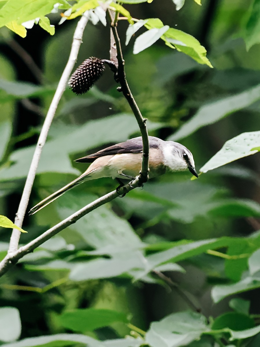 小灰山椒鳥 - ML645200331