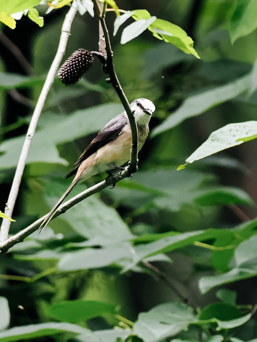 小灰山椒鳥 - ML645200332