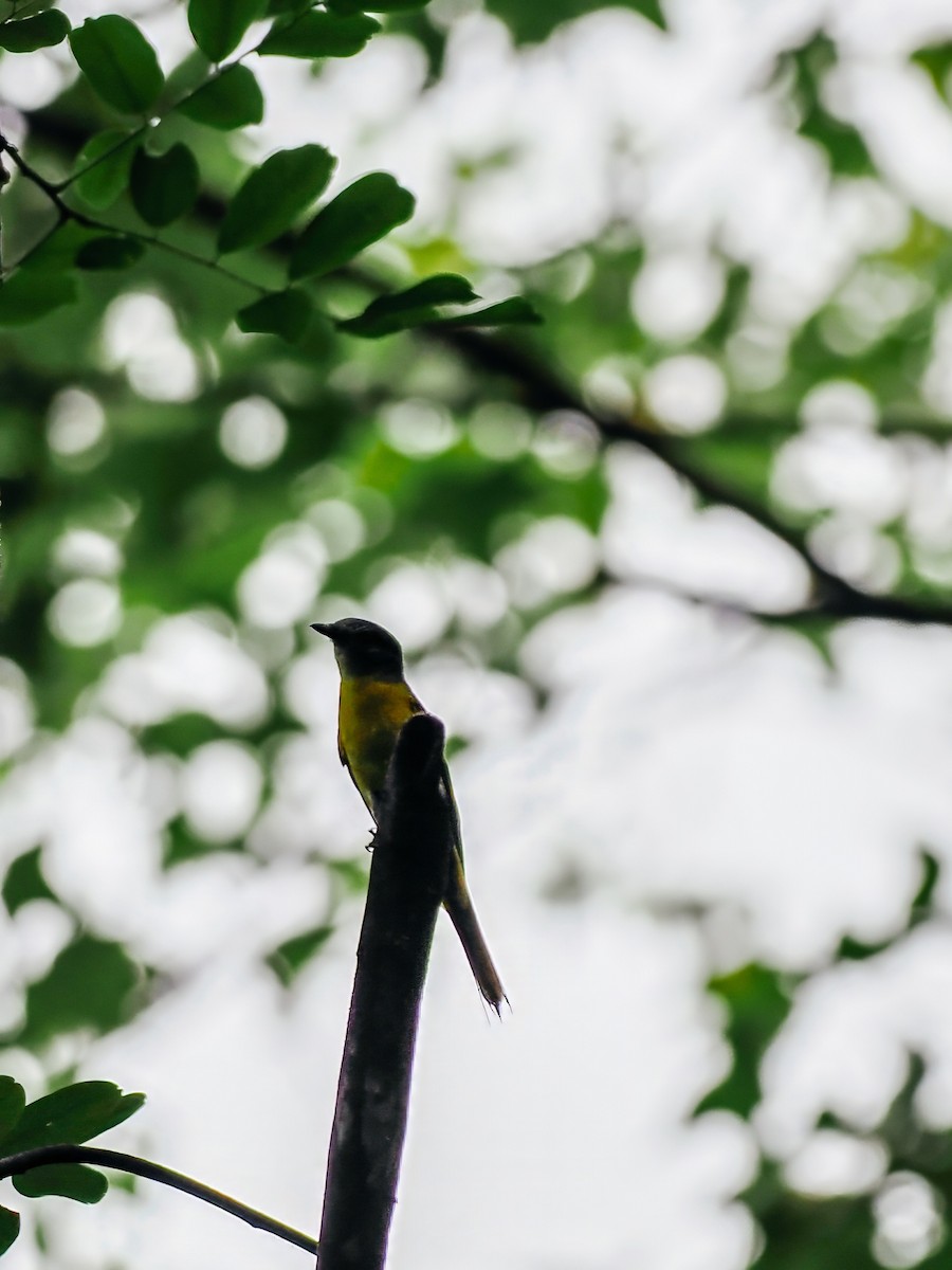 Личинкоїд сірощокий - ML645200333