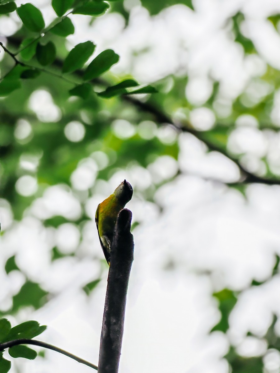 Личинкоїд сірощокий - ML645200334