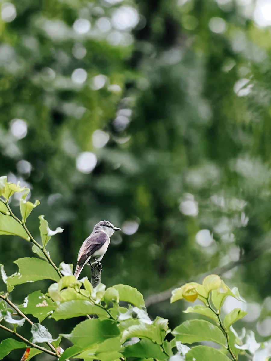 小灰山椒鳥 - ML645200346