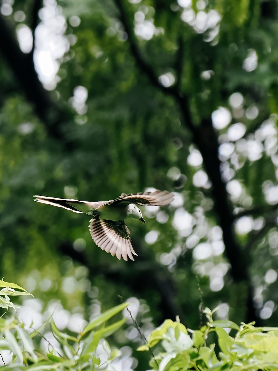 小灰山椒鳥 - ML645200347