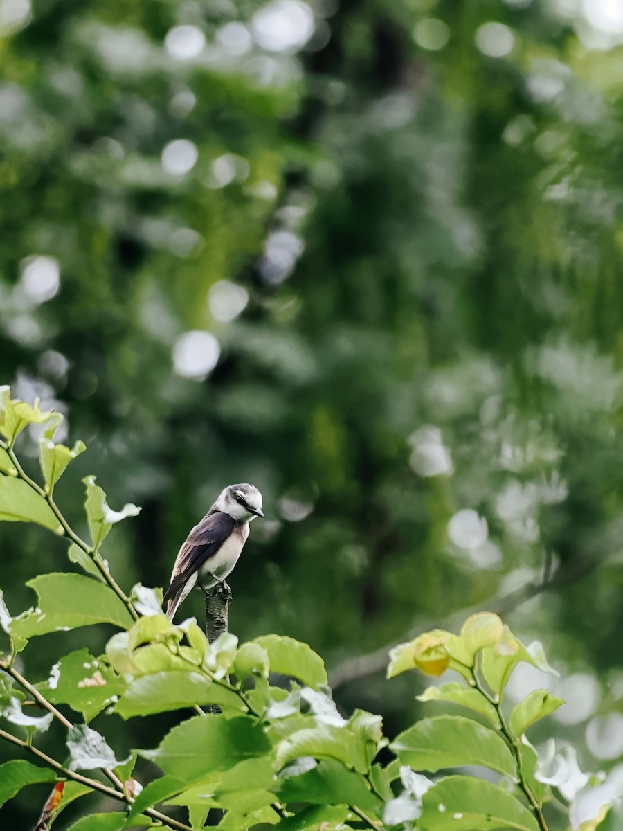 小灰山椒鳥 - ML645200348