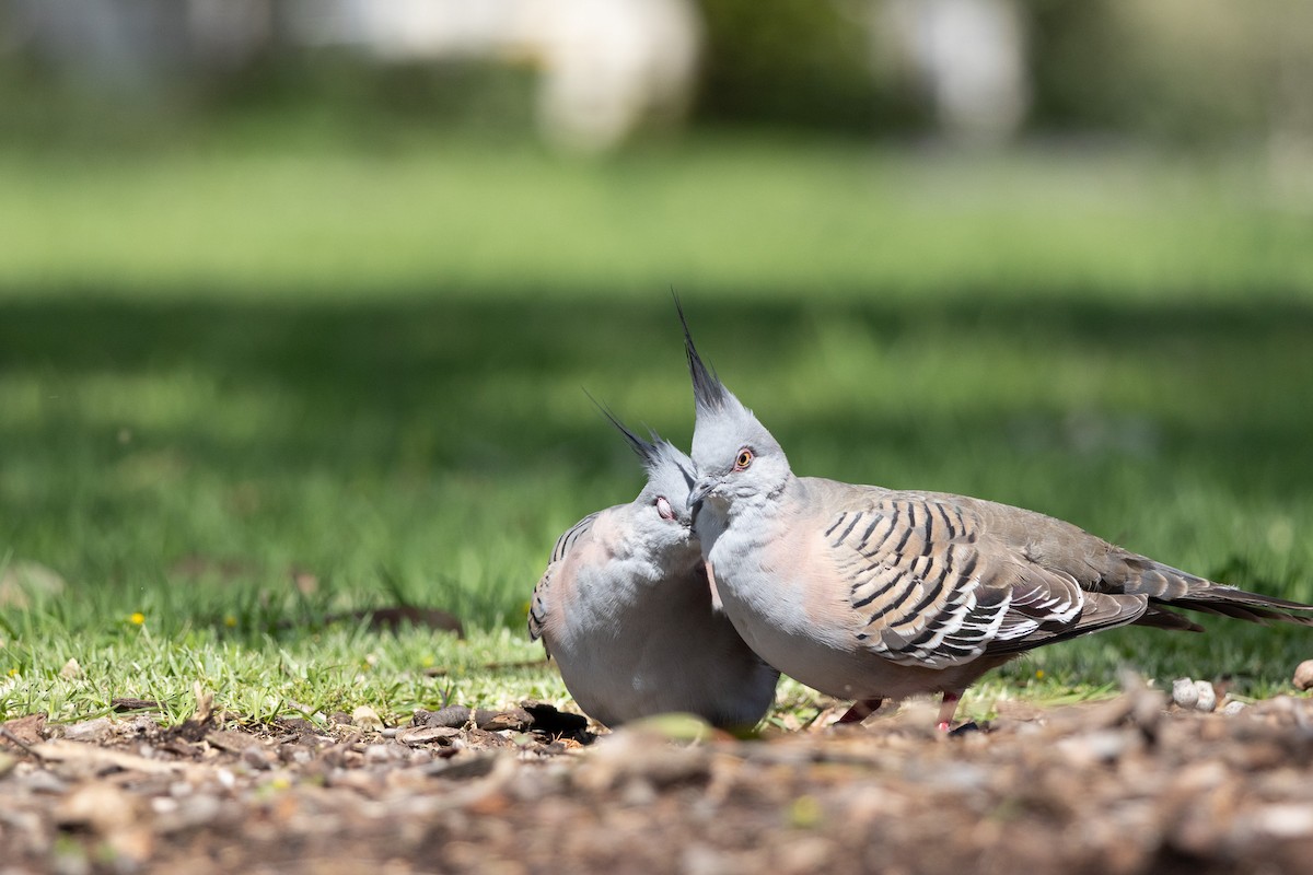 Crested Pigeon - ML645200357