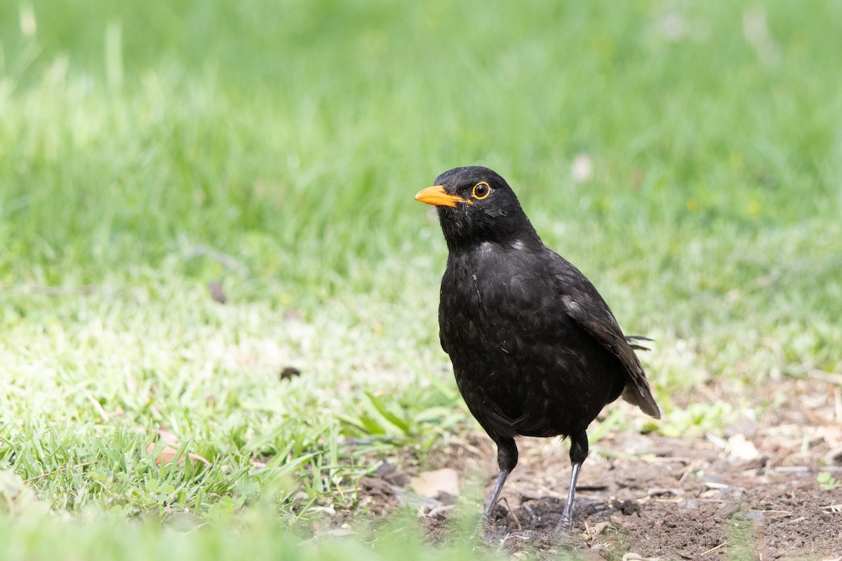 Eurasian Blackbird - ML645200359