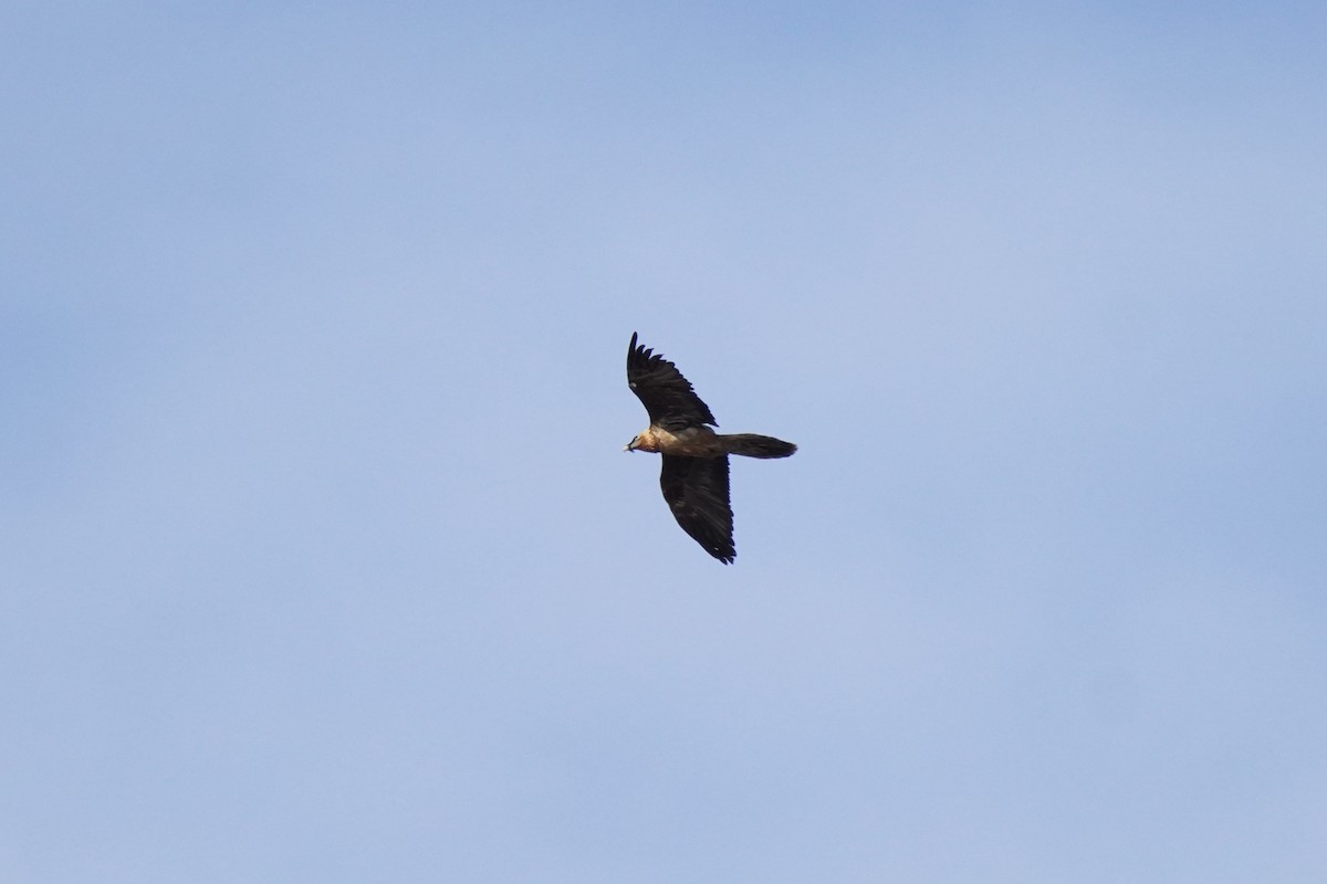 orlosup bradatý - ML645200438