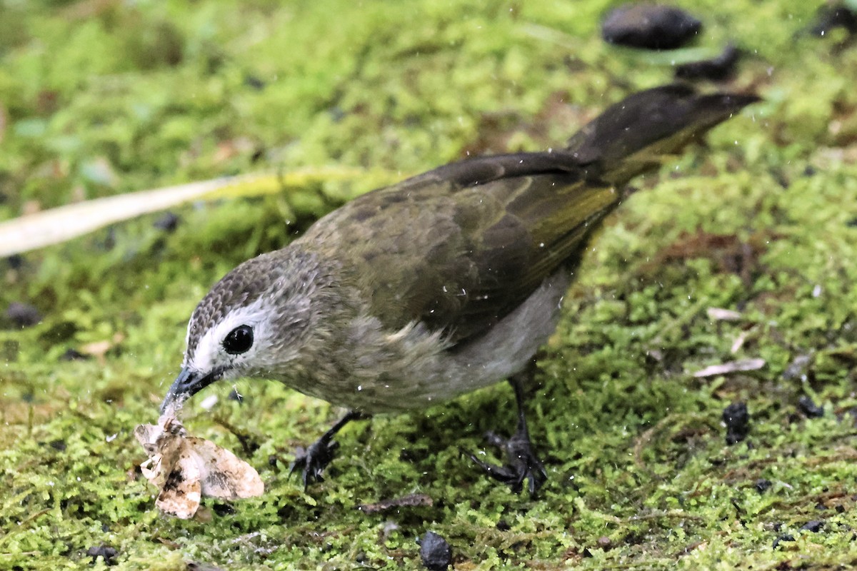 Pale-faced Bulbul - ML645200456