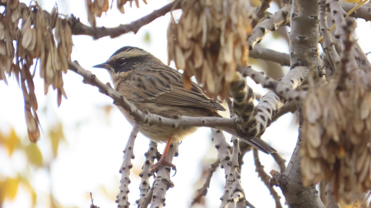 Radde's Accentor - ML645200457