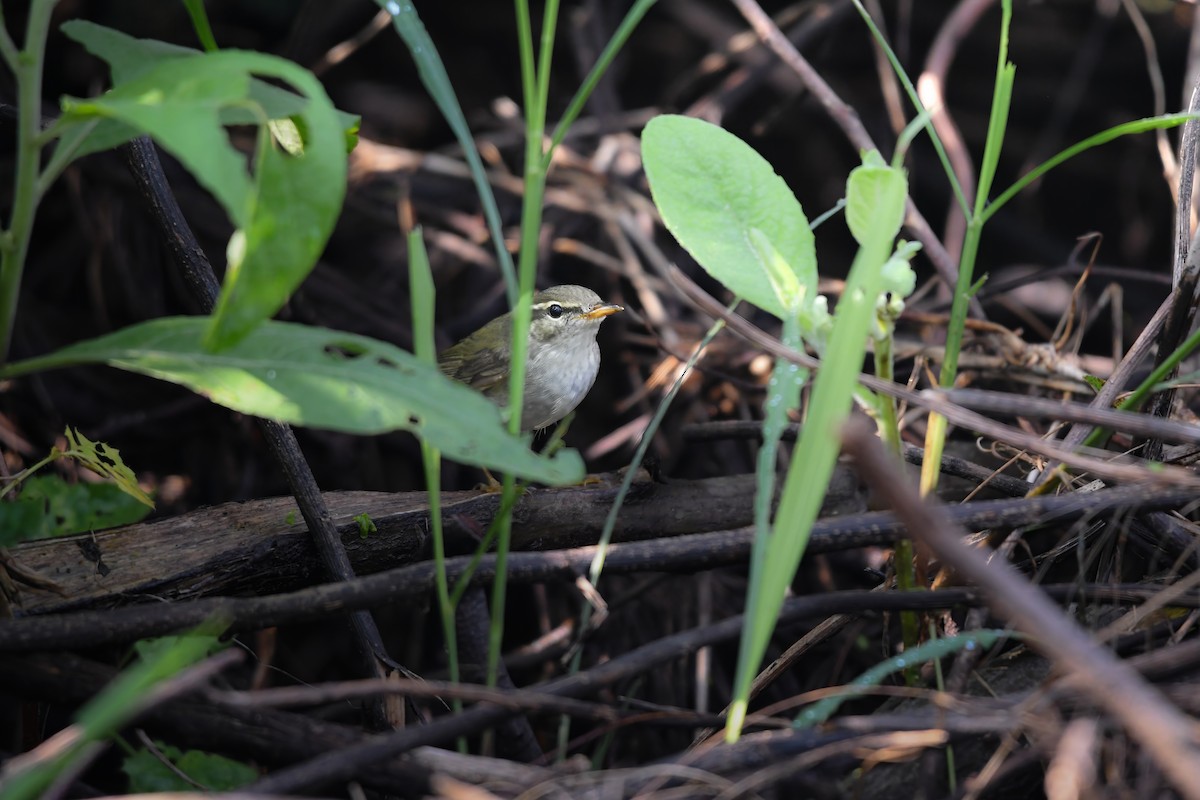 Kamchatka Leaf Warbler - ML645200486