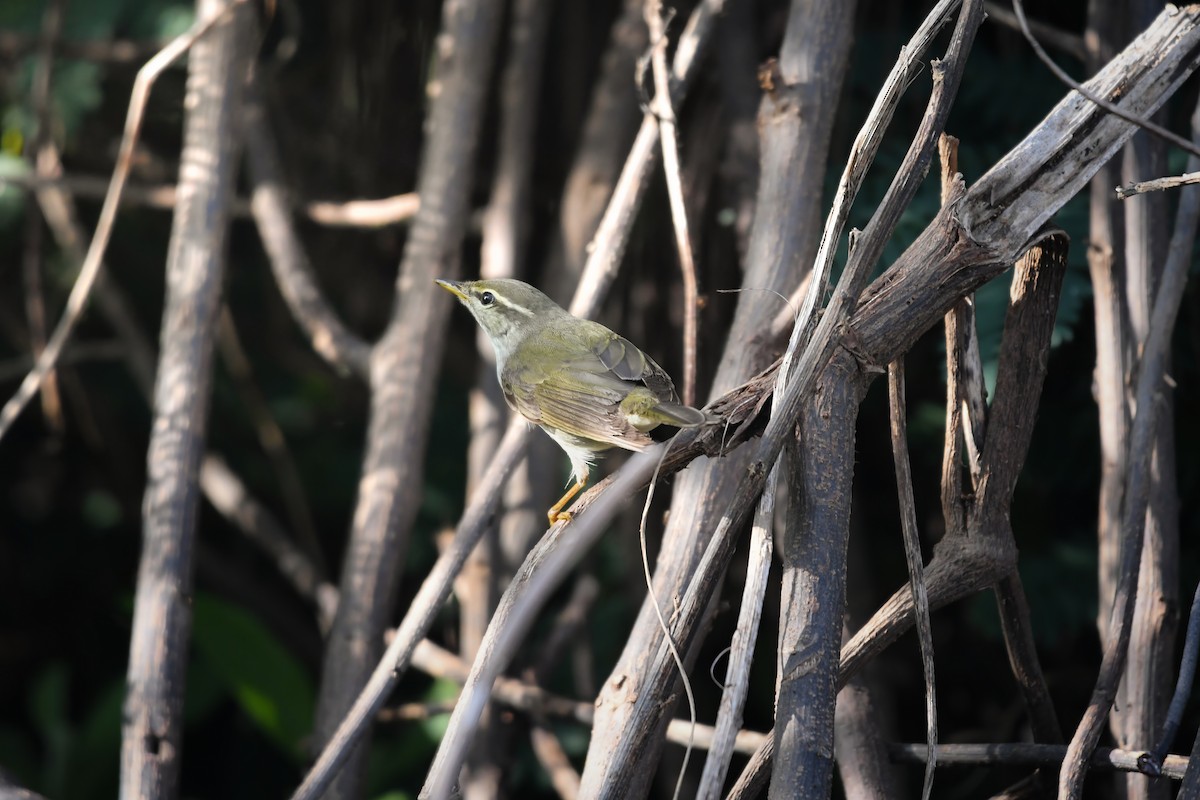 Kamchatka Leaf Warbler - ML645200487