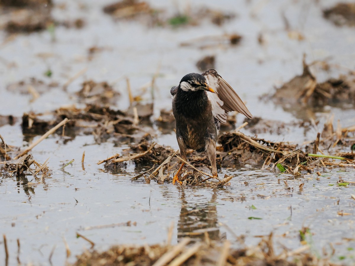 Weißwangenstar - ML645200515