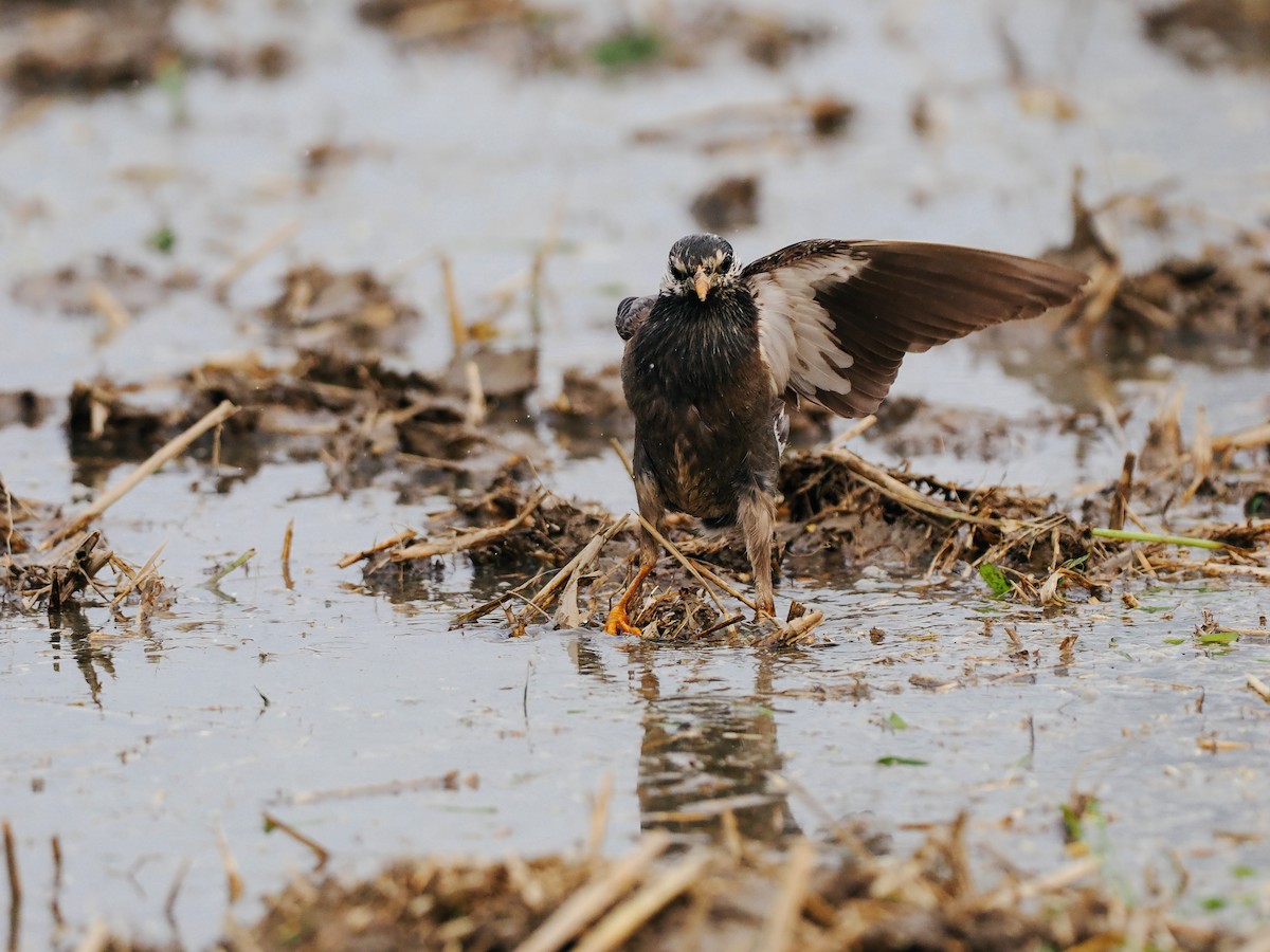 Weißwangenstar - ML645200516