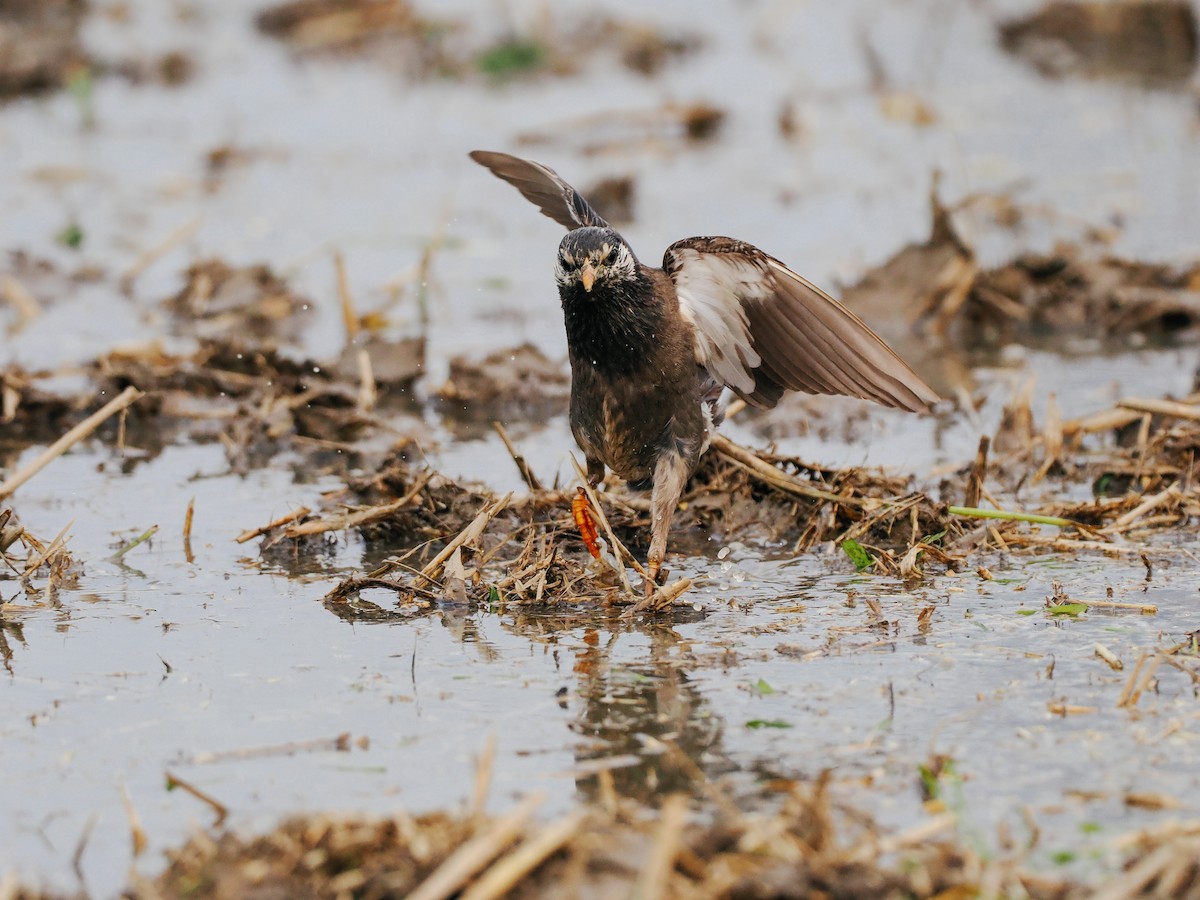 Weißwangenstar - ML645200517