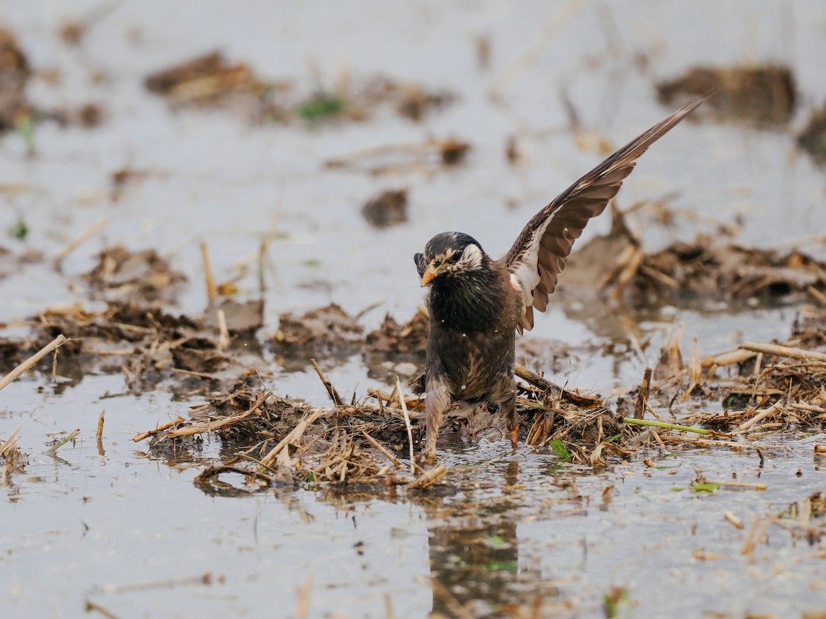 Weißwangenstar - ML645200518