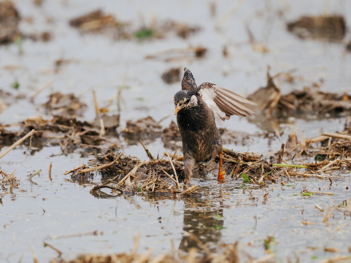 Weißwangenstar - ML645200519