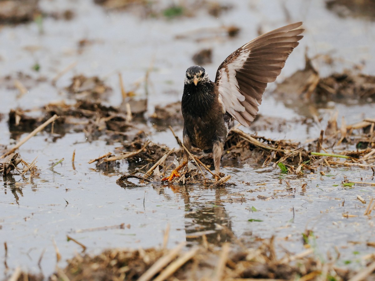 Weißwangenstar - ML645200520