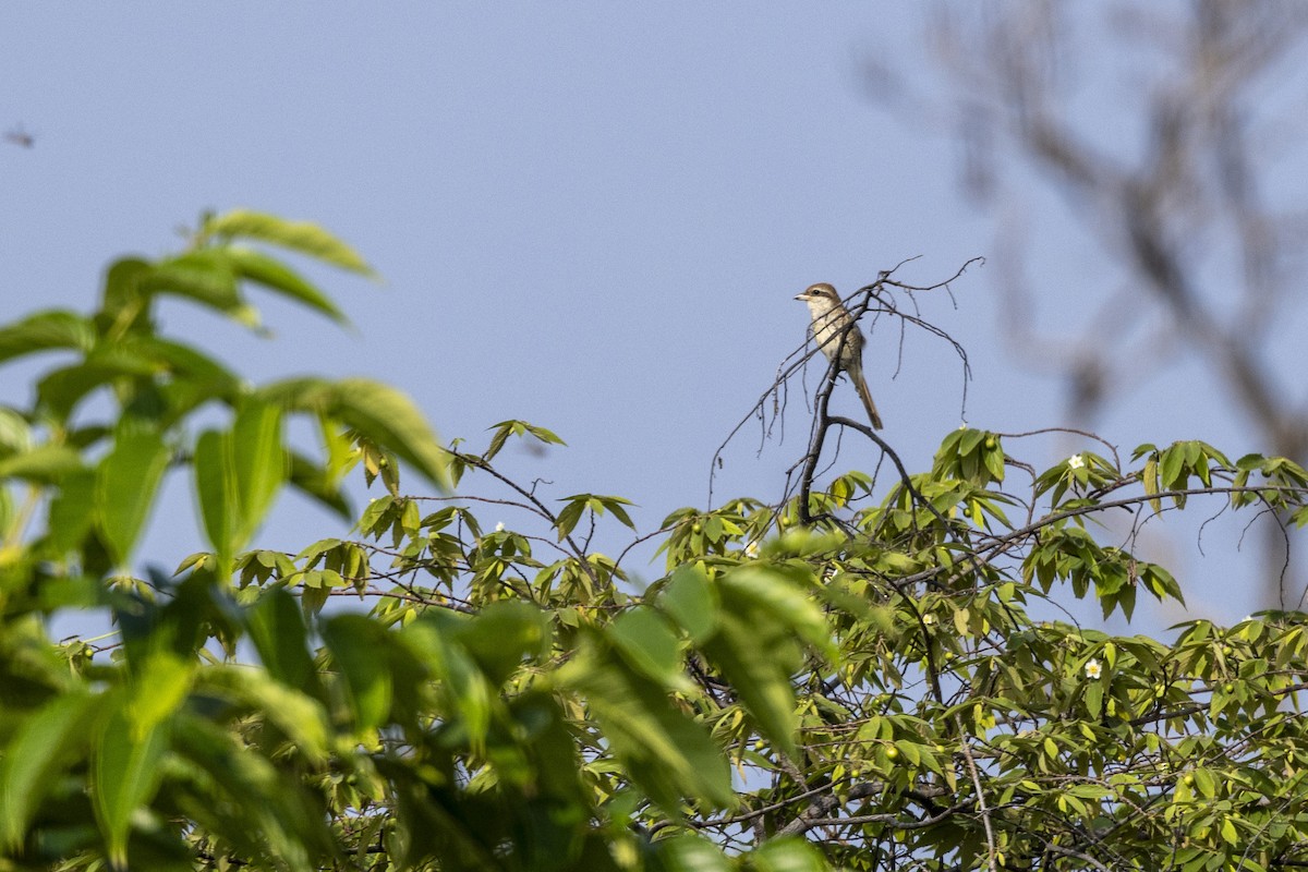 Braunwürger - ML645200534