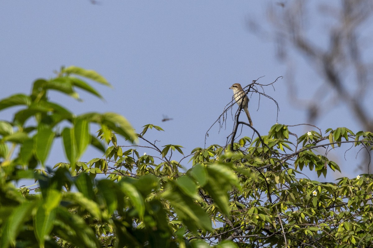 Braunwürger - ML645200535