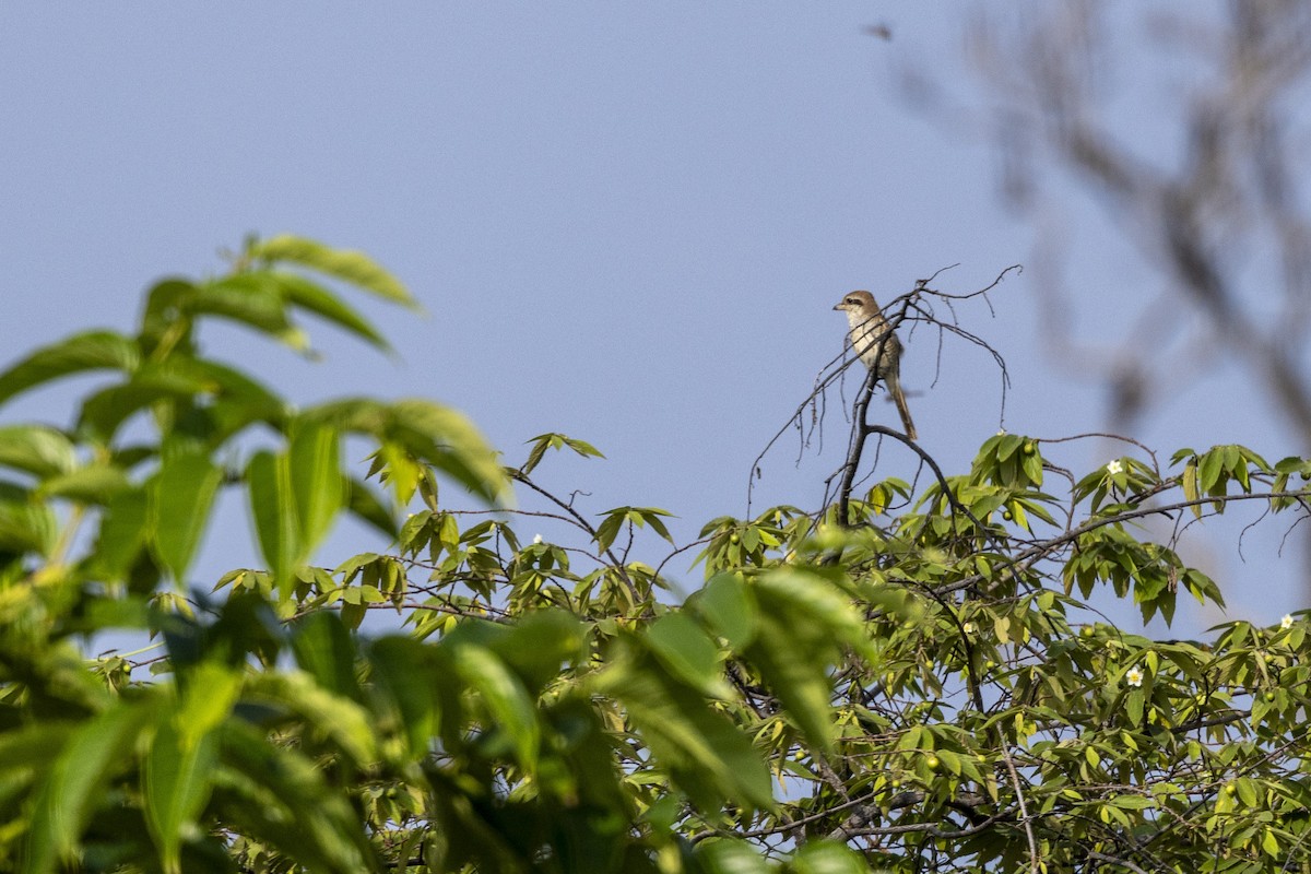 Braunwürger - ML645200536