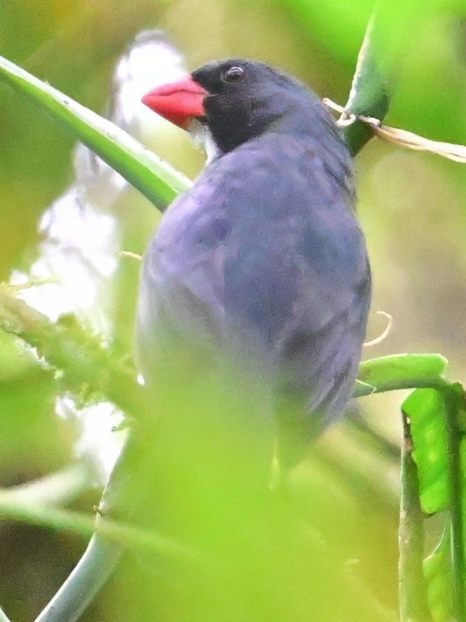 Rotschnabelsaltator - ML645200537