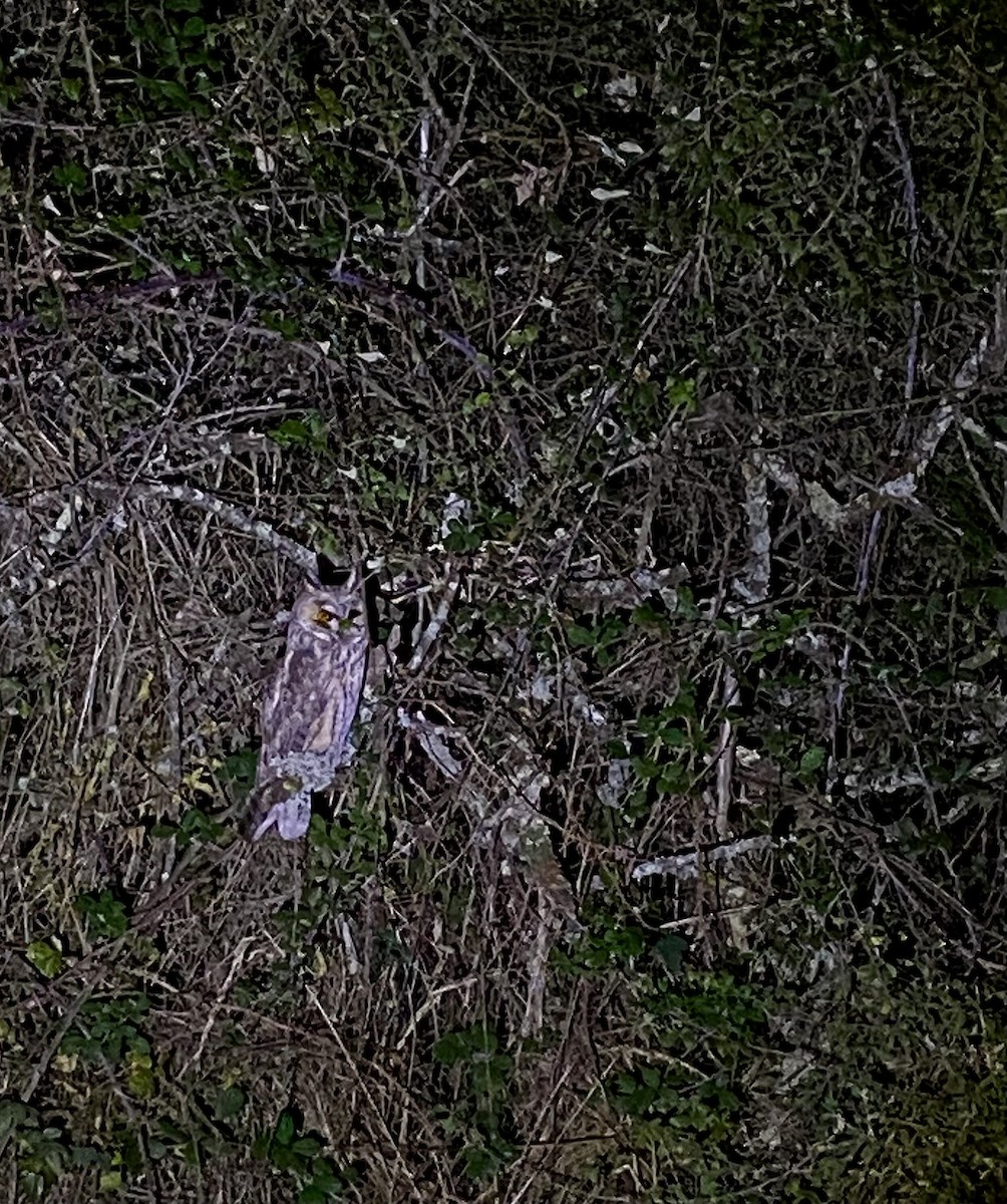 Waldohreule - ML645200538