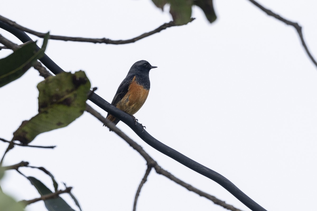 Hausrotschwanz - ML645200539