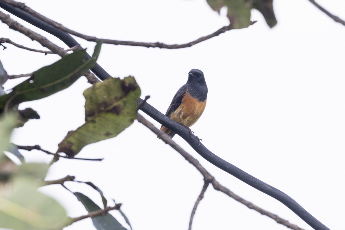 Hausrotschwanz - ML645200540