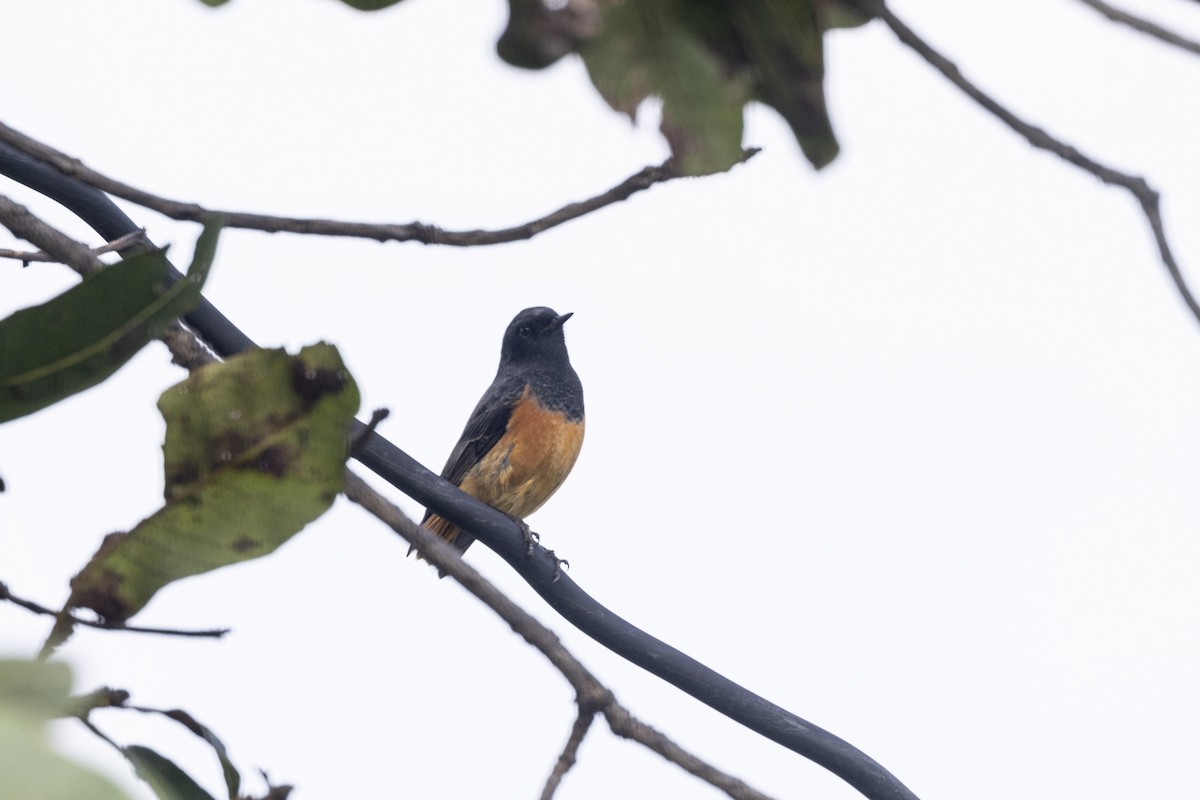 Hausrotschwanz - ML645200541