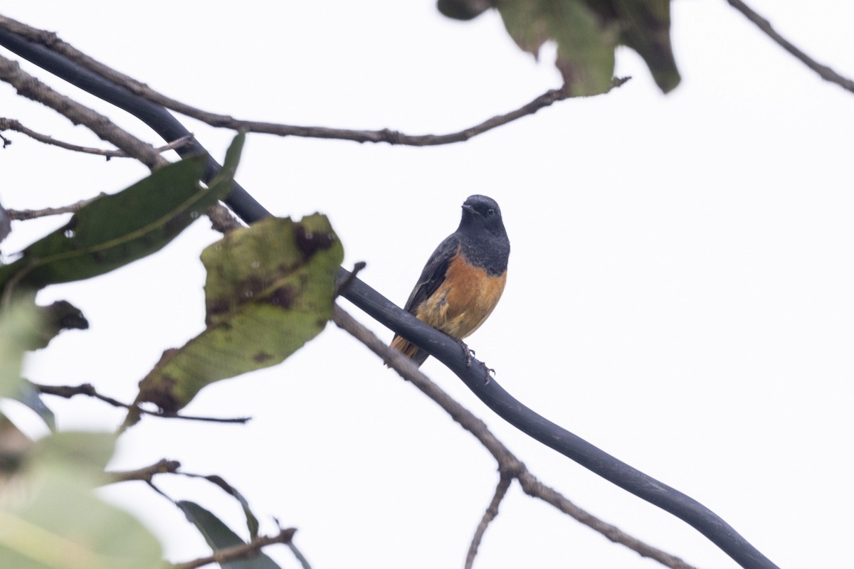 Hausrotschwanz - ML645200542