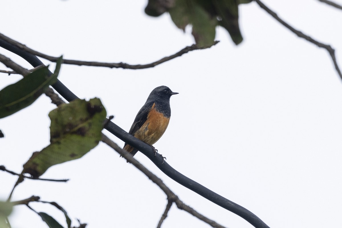 Hausrotschwanz - ML645200543