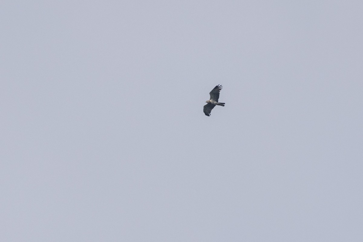 Schlangenadler - ML645200544