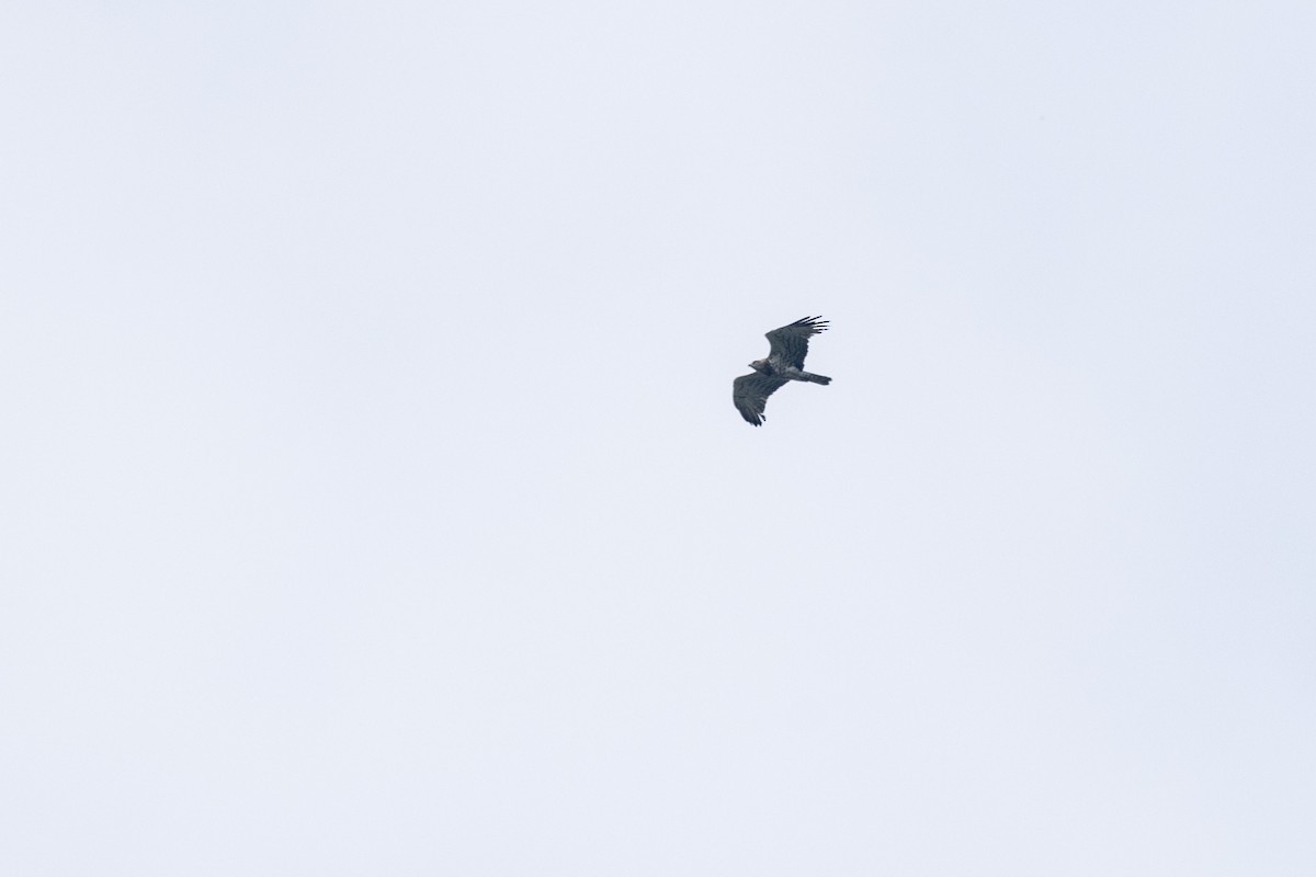 Schlangenadler - ML645200547