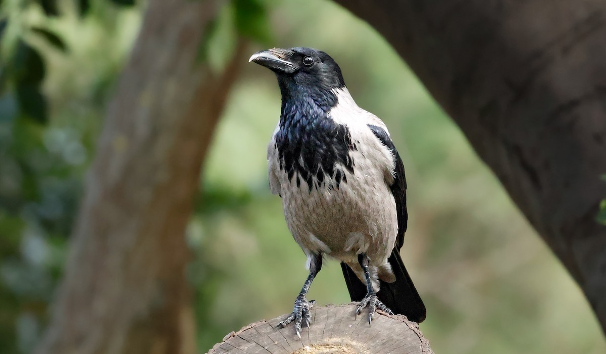 Hooded Crow - ML645200552