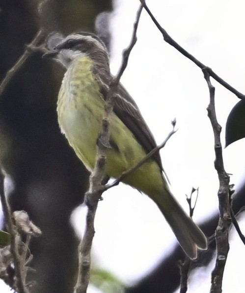 Piratic Flycatcher - ML645200553