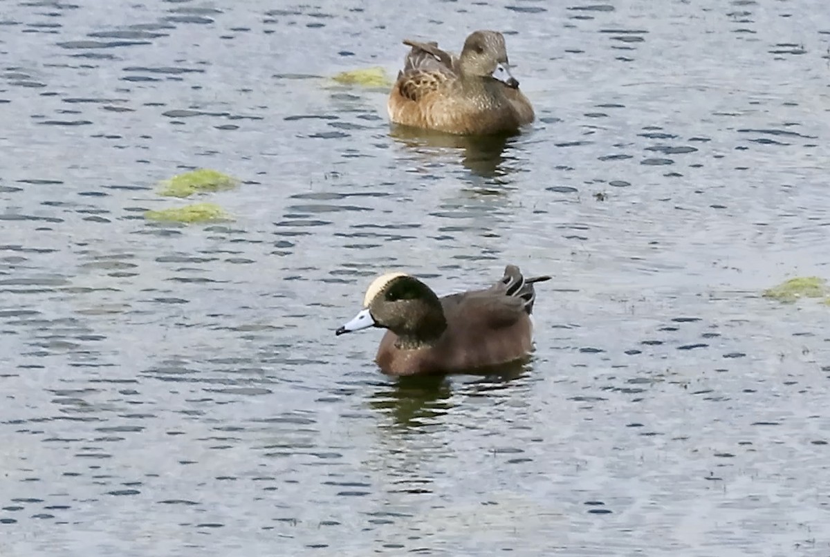 Свищ американський - ML645200559