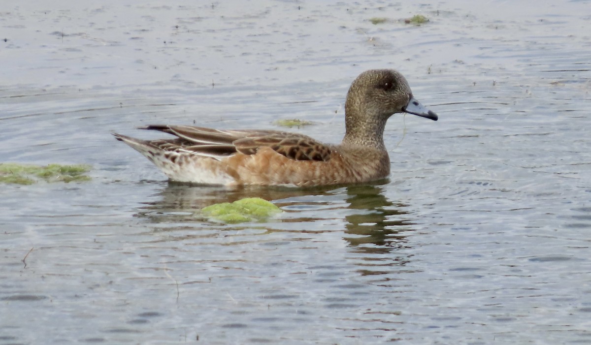 Свищ американський - ML645200567