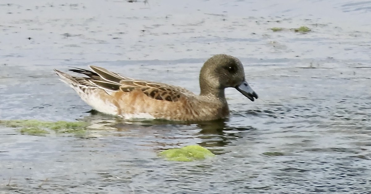 Свищ американський - ML645200569