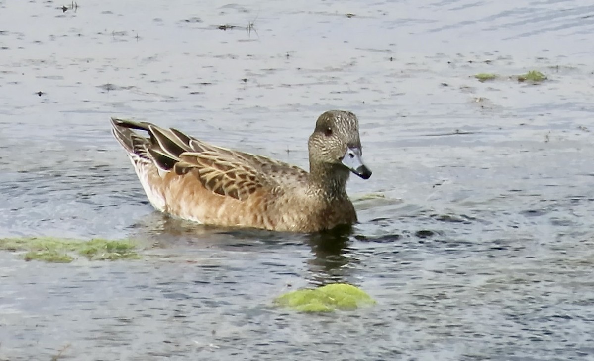 Свищ американський - ML645200570