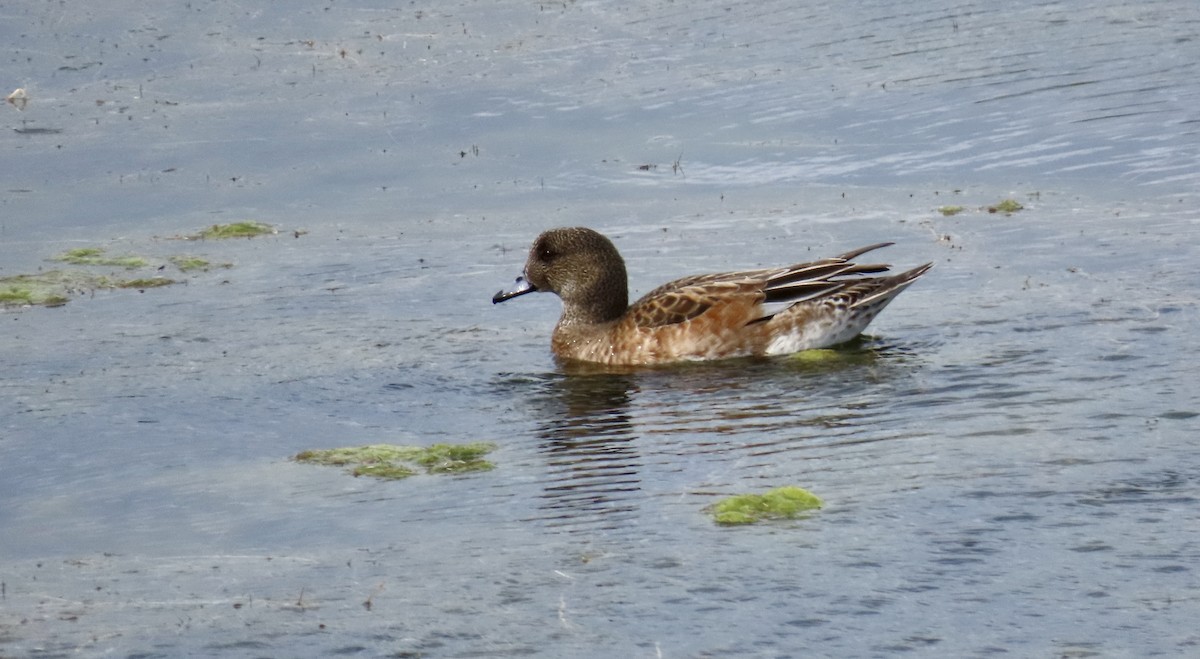 Свищ американський - ML645200571
