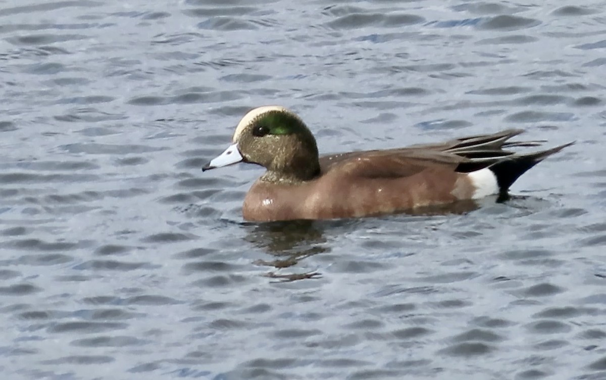 Свищ американський - ML645200587