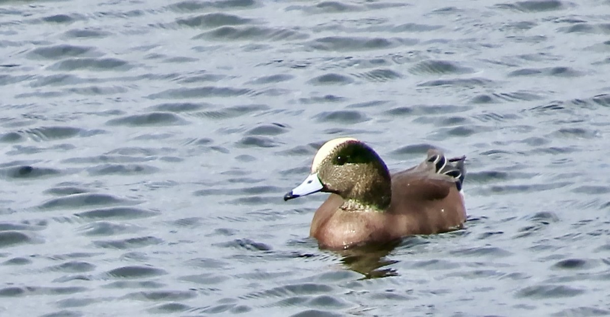 Свищ американський - ML645200590