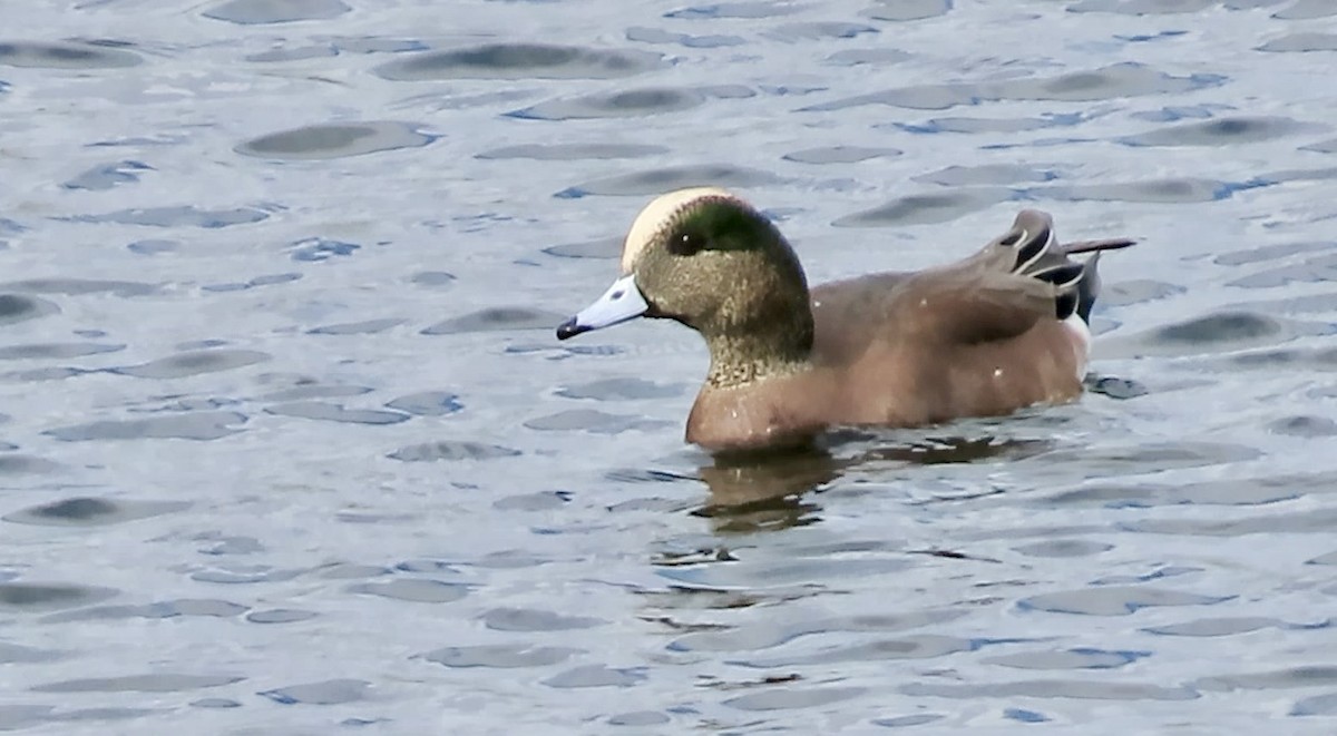 Свищ американський - ML645200591