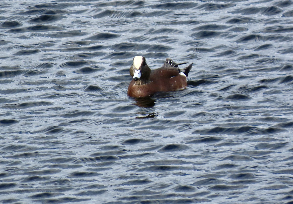 Свищ американський - ML645200592